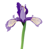 illustration of iris