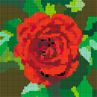 rose